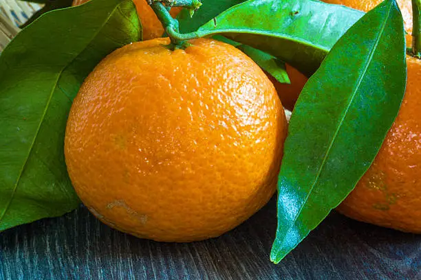 Photo of Corsican clementines and their leaves on a black background