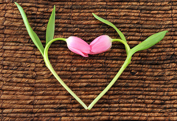 tulip flowers as present