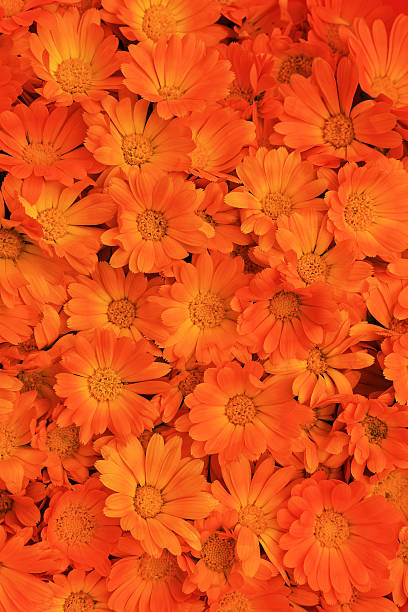 full frame of calendula flowers stock photo