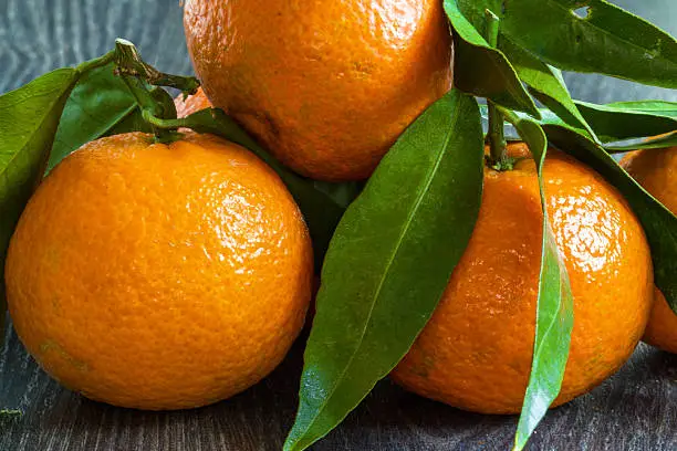 Photo of Corsican clementines and their leaves on a black background