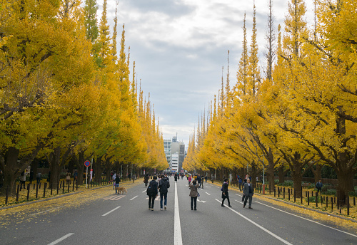 Tokyo, Japn - November 27, 2016: People walking on the Tokyo street with row of  trees and golden colored leaves on the side