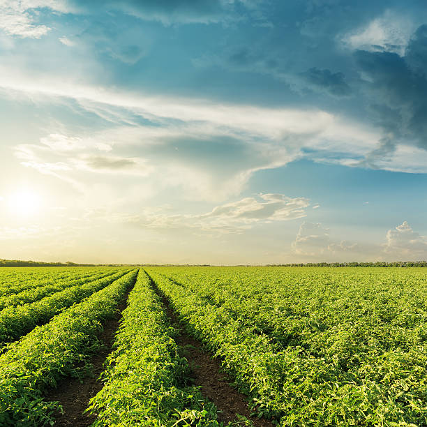 istock agricultural green tomatoes field and sunset in clouds 637140478