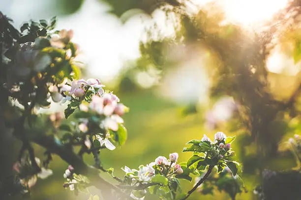 Photo of Apple blossoms in spring on an orchard
