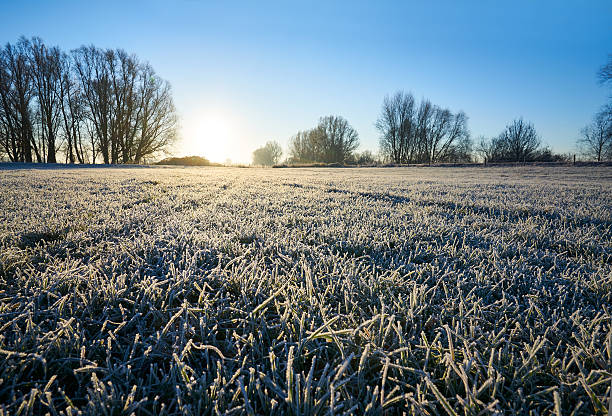 istock grass with frost in morning light 637142718