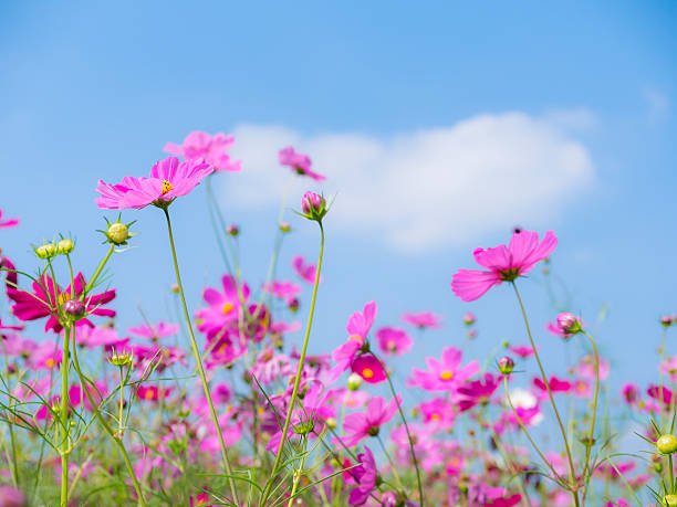 istock Pink cosmos flower under blue sky 1 637143040