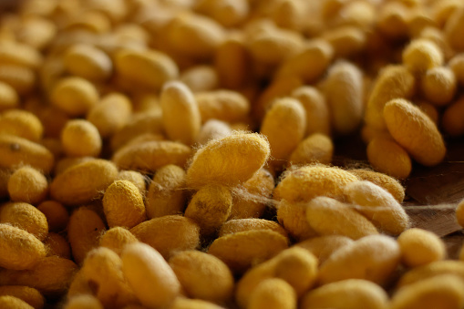 Close up yellow silkworm cocoons in weave bamboo, an important raw material in the making of silk.