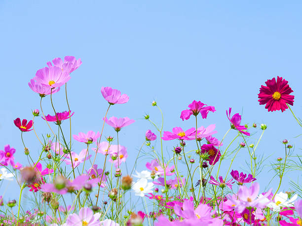 Pink And Violet Cosmos Flower With Blue Sky Stock Photo - Download