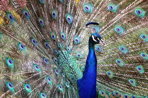 istock Blue Colorful Male Peacocks Patterned and Textured Feather Display 637145528