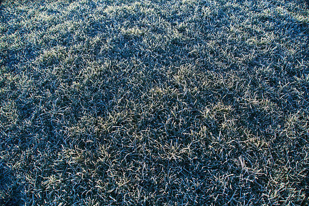 istock grass with frost in morning light 637145926