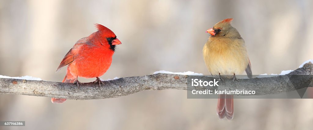 cardinals in nature couple of cardinal in nature during winter Cardinal - Bird Stock Photo