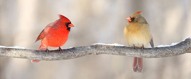 cardinals in nature couple of cardinal in nature during winter northern cardinal photos stock pictures, royalty-free photos & images