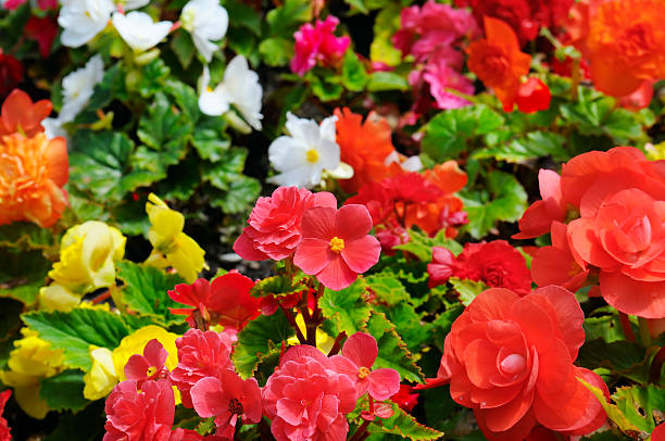 istock Bright background of blooming begonias. Focus on the foreground. 637146444