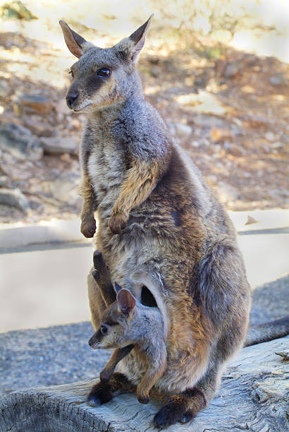 australia_zoology_rock wallaby_ - wallaby kangaroo australia northern territory стоковые фото и изображения