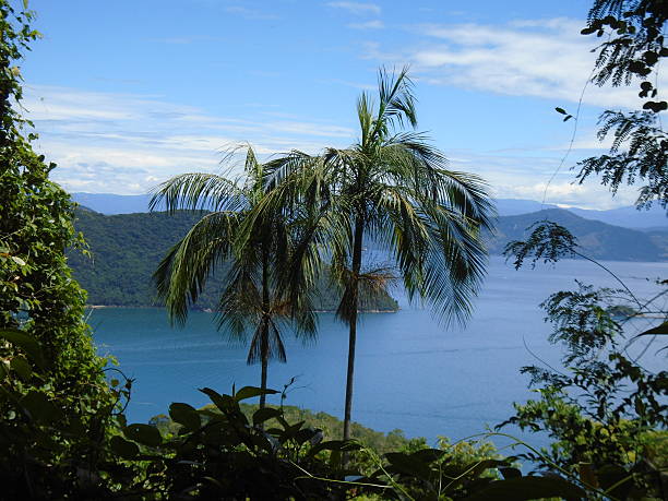 istock Tropical Rainforest in Brazil 637147068