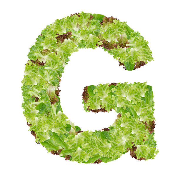 Letter G alphabet with hydroponics leaf  ABC concept type