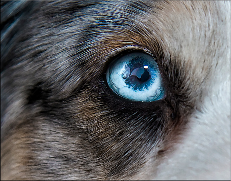 Closeup photography of a Siberian Husky wih intense blue eyes.