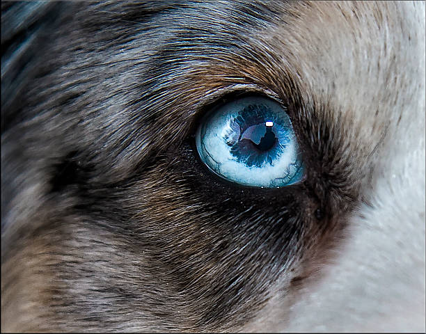 Eye, Siberian Husky Closeup photography of a Siberian Husky wih intense blue eyes. animal eye stock pictures, royalty-free photos & images