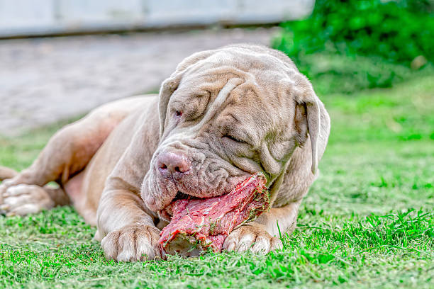 perro mastín napolitano gris come un hueso crudo - molosser fotografías e imágenes de stock