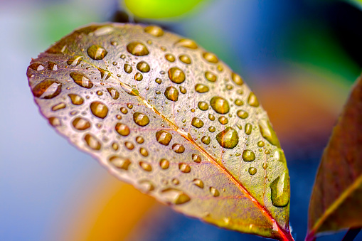 Colourful image of individual rain water droplets resting on the surface of a waxy leaf. A metaphor for Zen philosophy and beauty in nature.