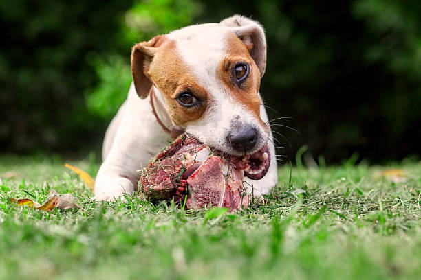 istock Young Jack Russell Terrier Dog Eat A Raw Bone 637154752