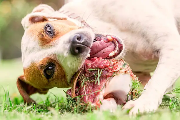 Photo of Jack Russell Terrier Dog Happily Chewing A Large Raw Bone