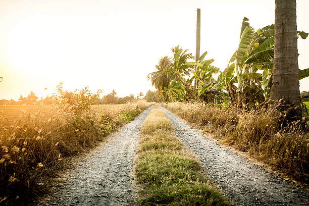 istock Rice field in the evening, Thailand 637155620