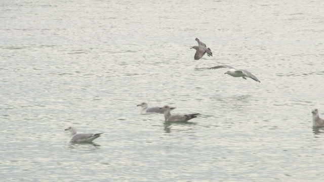 Seagulls Landing in Flock Floating on Water