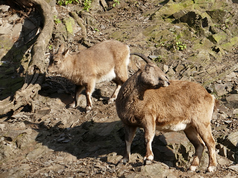 The West Caucasian tur is a mountain-dwelling goat-antelope found only in the western half of the Caucasus Mountains range.