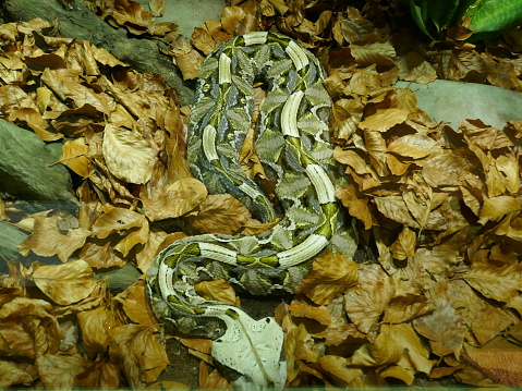 West African Gaboon viper is a viper species found in the rainforests and savannas of sub-Saharan Africa. It is the world's heaviest viperid and it has the longest fangs – up to 2 inches in length, and it has highest venom yield of any snake.