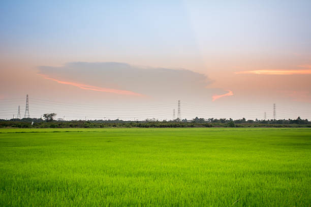 Rice field in the evening, Thailand