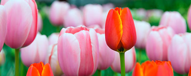 istock colorful closeup red tulip between pink holiday background 637158406