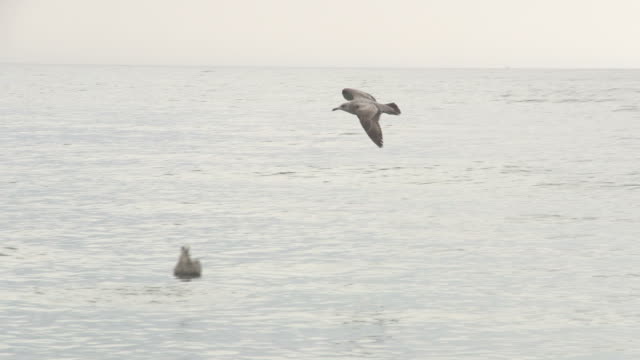 Dark Colored Seagull Flying Toward Surface of Water