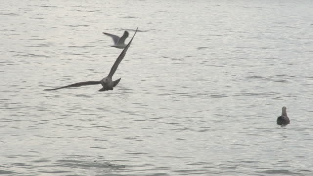 Seagull Flying Away from Camera