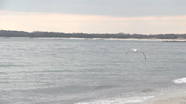 White Seagull Flying up Beach
