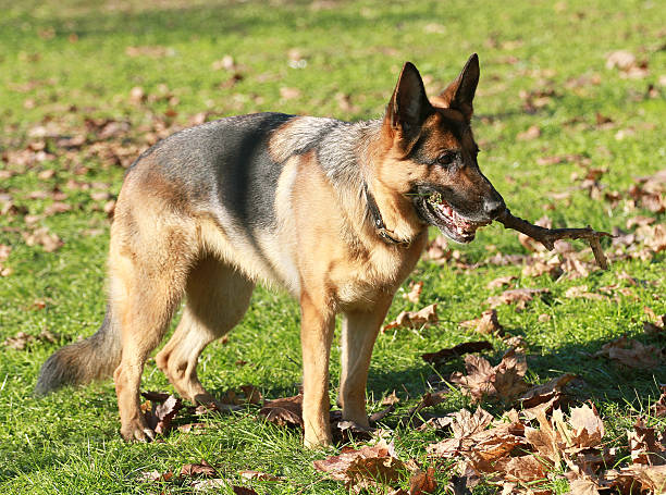 perro pastor alemán  - german sheppard fotografías e imágenes de stock