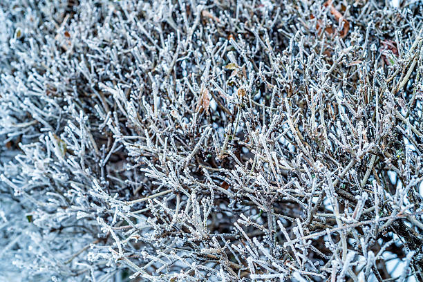 istock Close-up of hoar frost on linden tree branches 637161022
