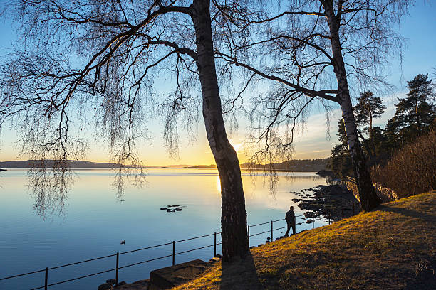Man walking on a path along the seaside with silhouettes of birch trees at sunset in winter.  View towards  Nesodden and Fornebu.