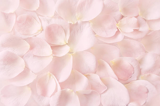 柔らかいピンクのバラの花びらの背景 - 桜 花びら ストックフォトと画像