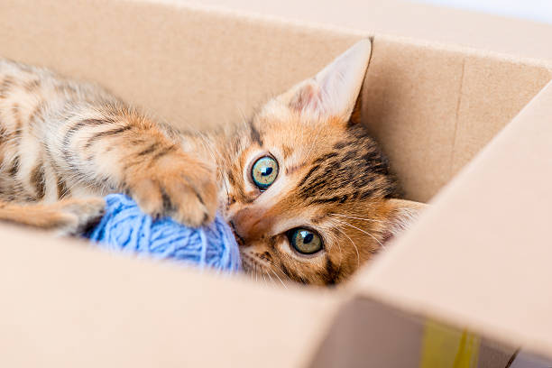 portrait of a kitten with a ball from the box portrait of a kitten with a ball from the box closeup clew bay stock pictures, royalty-free photos & images