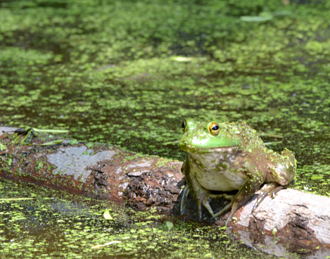 A bullfrog on a log in a moss covered pond.