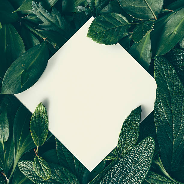 istock Creative layout made of green leaves with paper card note. 637166106