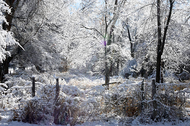 Snowy sunlit trees stock photo