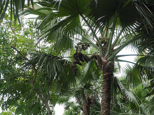 istock Palm trees in tropical Park 637168986