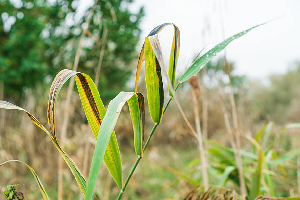 длинная травинка с каплями дождя - long leaf grass blade of grass стоковые фото и изображения