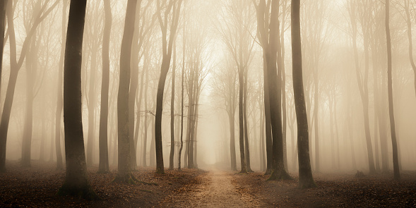 Footpath through a Beech forest during a foggy winter morning. The forest ground is covered with brown fallen leaves and the path is disappearing in the distance. The fog is giving the forest a desolate and depressing atmosphere.