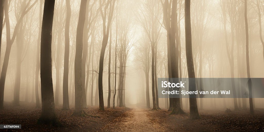 Path through a misty forest during a foggy winter day Footpath through a Beech forest during a foggy winter morning. The forest ground is covered with brown fallen leaves and the path is disappearing in the distance. The fog is giving the forest a desolate and depressing atmosphere. Fog Stock Photo