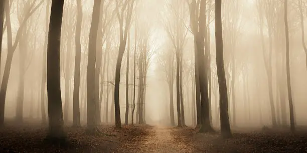 Footpath through a Beech forest during a foggy winter morning. The forest ground is covered with brown fallen leaves and the path is disappearing in the distance. The fog is giving the forest a desolate and depressing atmosphere.