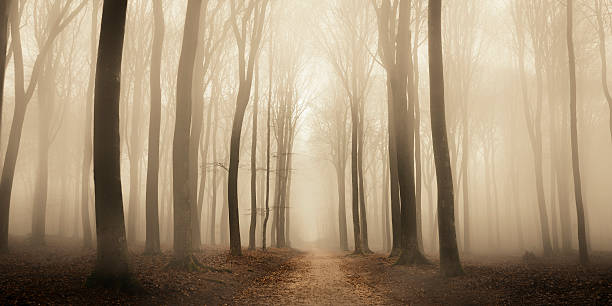 path through a misty forest during a foggy winter day - lonely tree fotos imagens e fotografias de stock