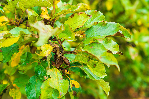 istock Insect damaged, yellowing and decaying leaves 637169736