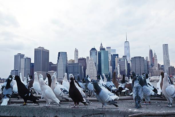 Close up modern architecture, building exterior and flying seagull in Manhattan, New York
